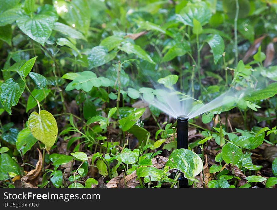 Sprinkler of automatic watering.