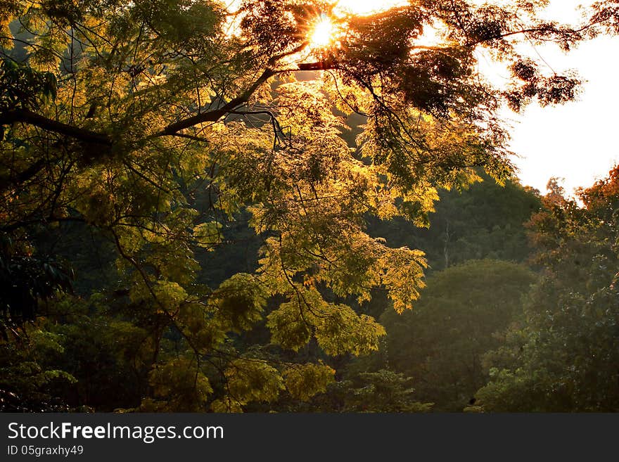 Forest With The Sun Behind