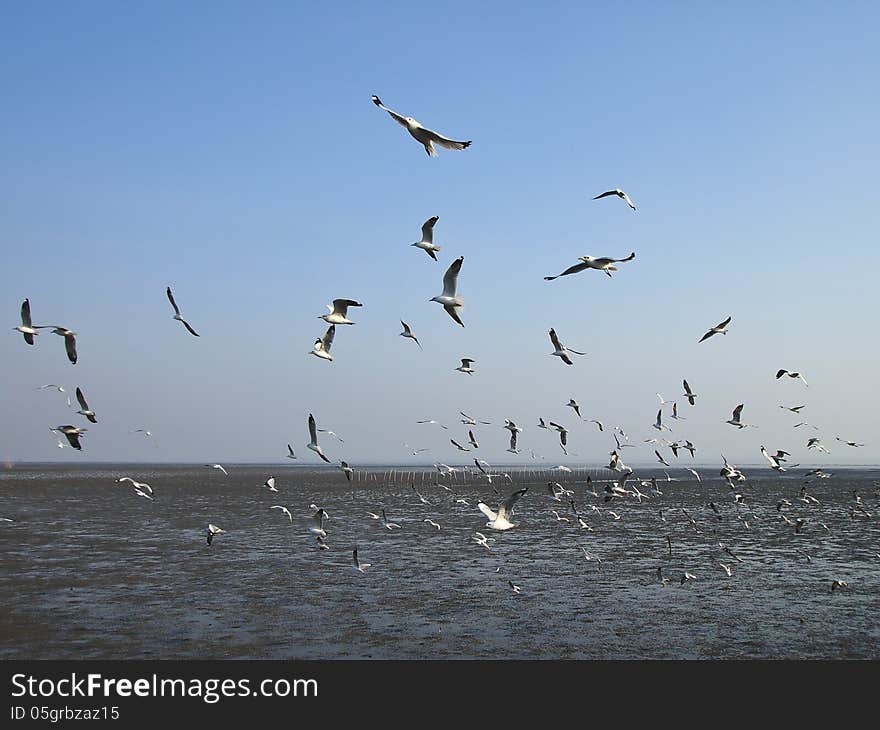 Group of seagulls fly over sea at bangpu seaside Thailand. Group of seagulls fly over sea at bangpu seaside Thailand