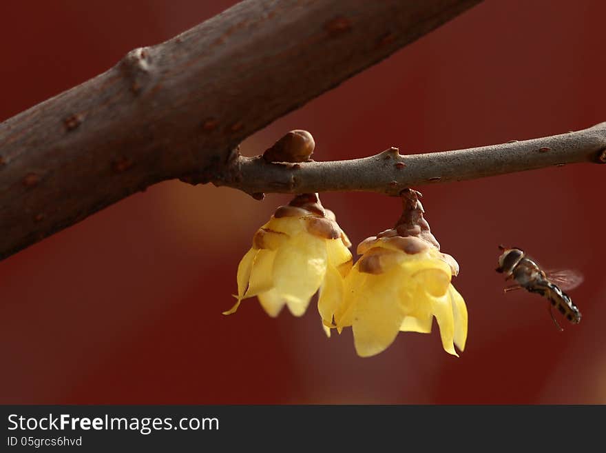 Calyx canthus