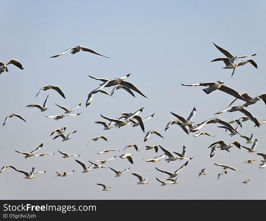 Group of flying