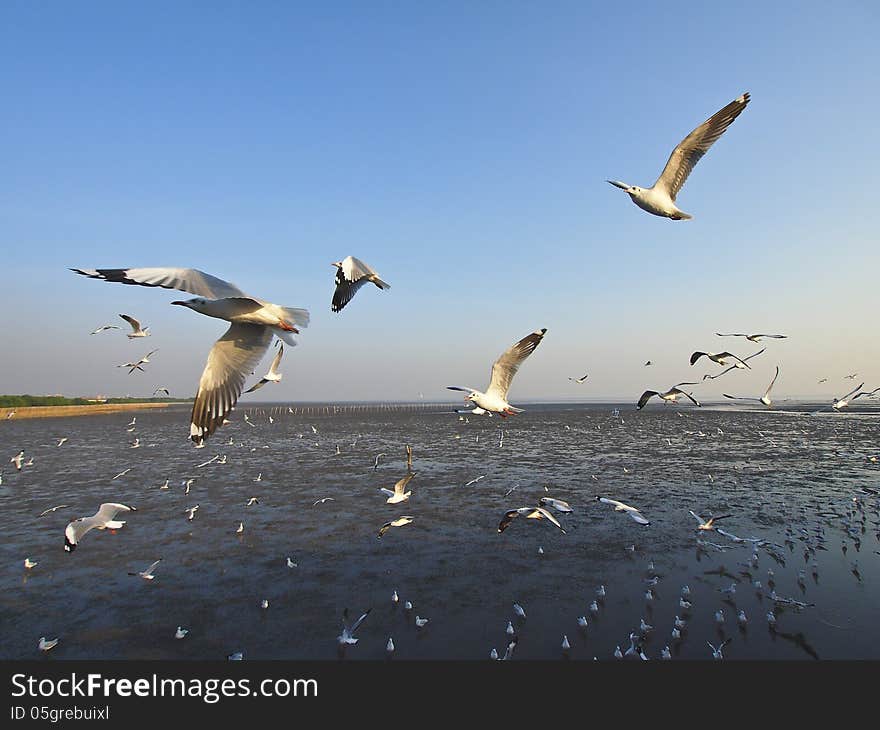 Seagull soar