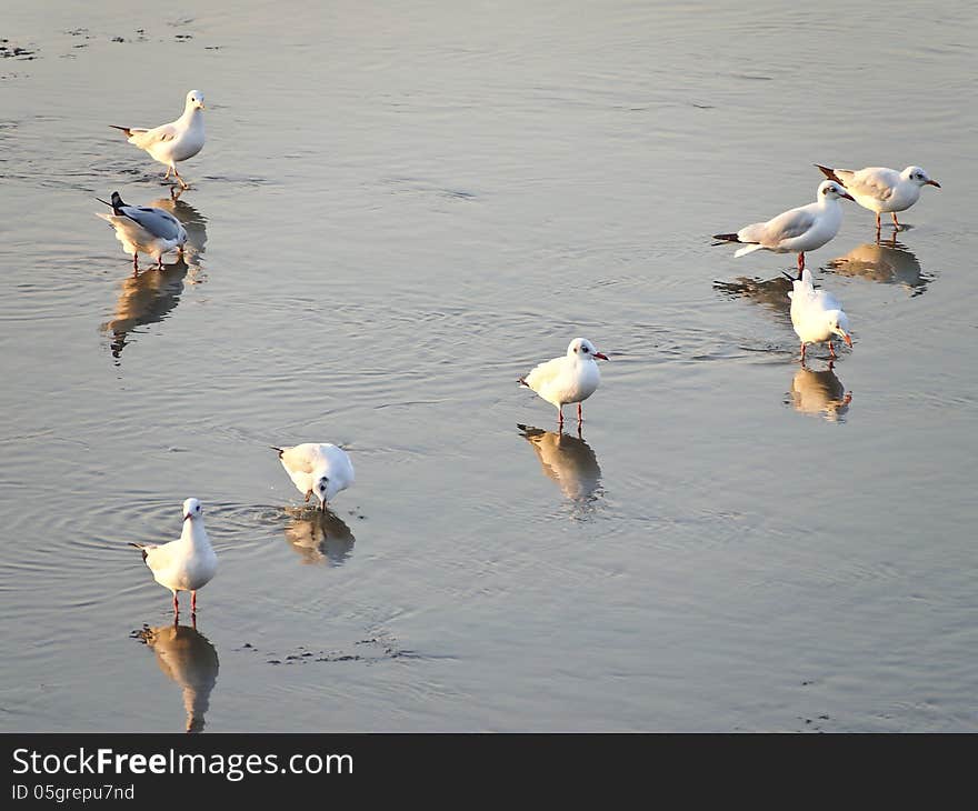 Group of seagulls walking on the seaside coast