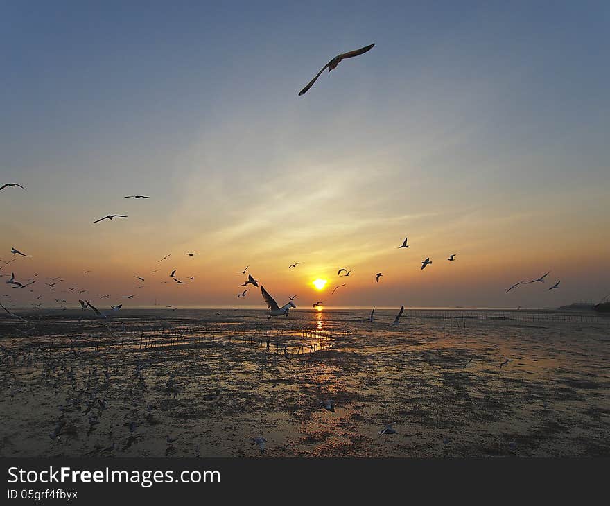 Flock of flying seagulls in scenic of sunset at bangpu Thailand. Flock of flying seagulls in scenic of sunset at bangpu Thailand