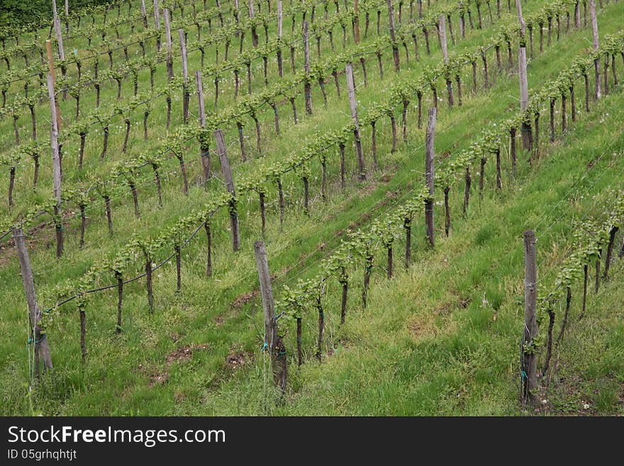 Vineyard in the green hill meadow in summer