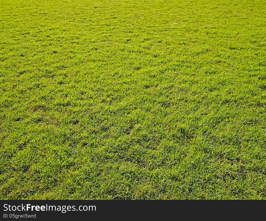 Wide green lawn in park and sunlight. Wide green lawn in park and sunlight