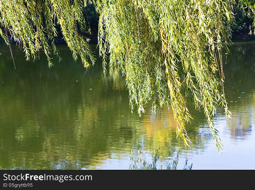 Willow branches above the surface of water