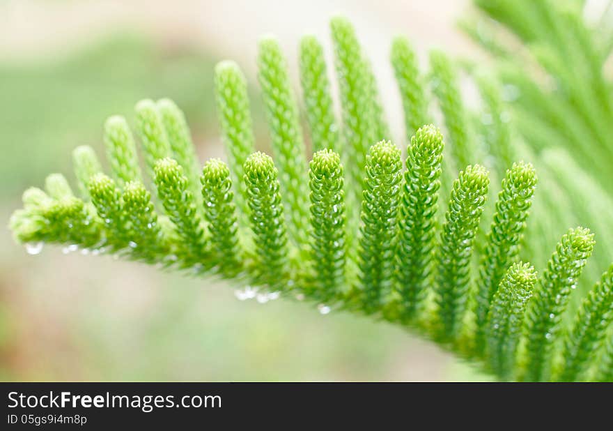 Fresh green foliage with water drops after rain