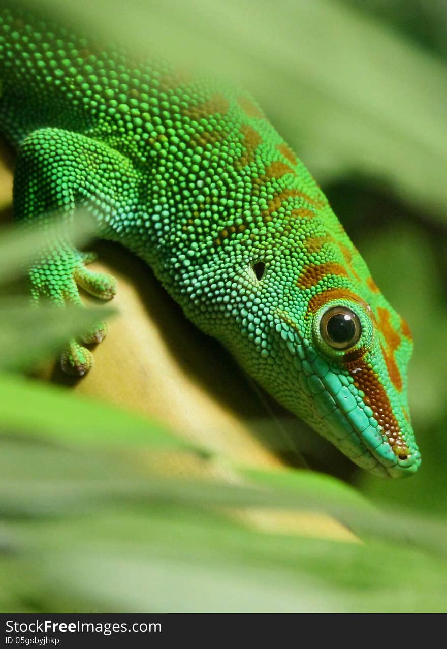 Close Up Detail Of Green Tropical Tree Lizard. Close Up Detail Of Green Tropical Tree Lizard