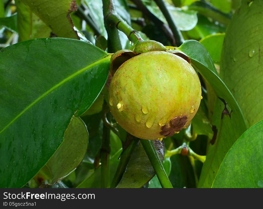 Fresh mangosteen on tree after rain