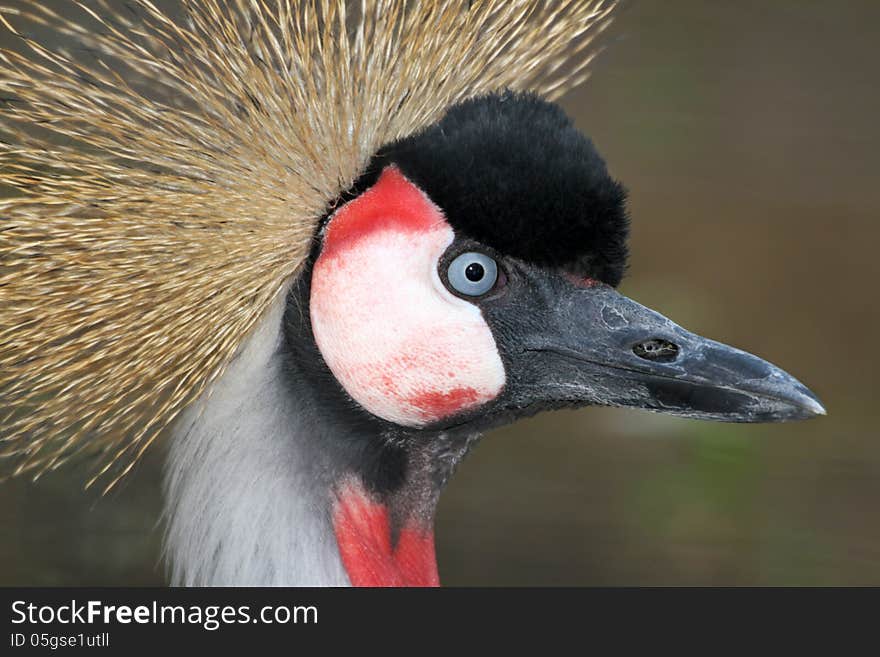 Close Up Detail Profile Portrait Of African Crowned Crane