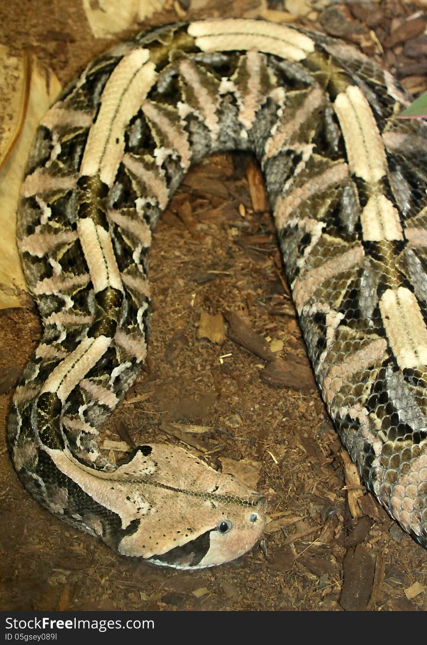 Close Up Detail Of Gaboon Viper Coiled On Ground. Close Up Detail Of Gaboon Viper Coiled On Ground