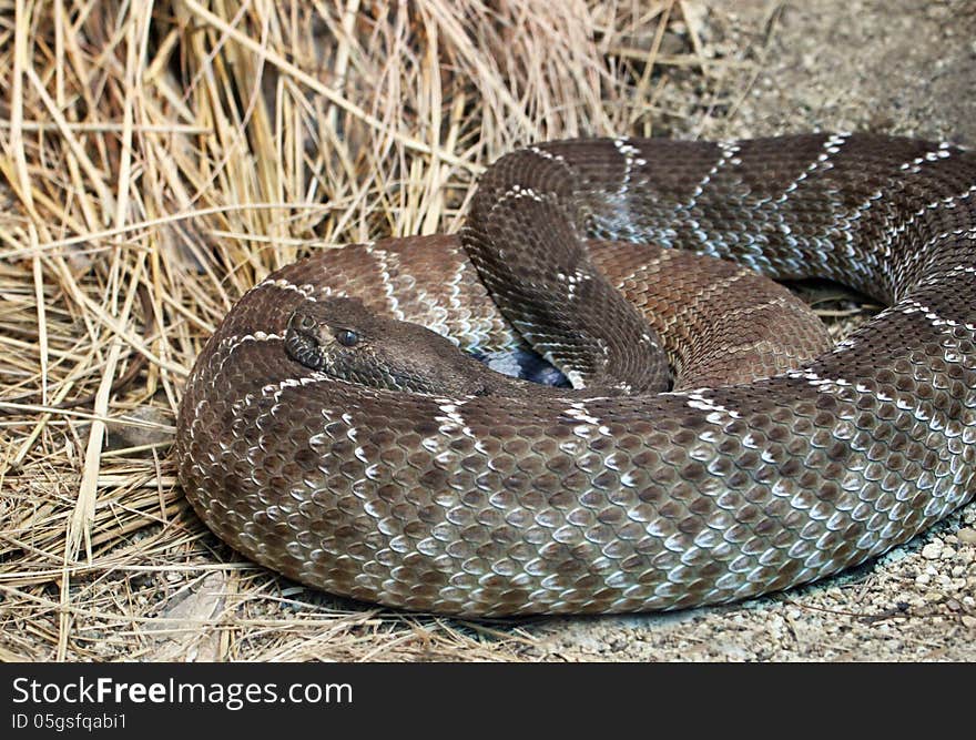 Diamond Rattlesnake Coiled Near Dry Grass. Diamond Rattlesnake Coiled Near Dry Grass