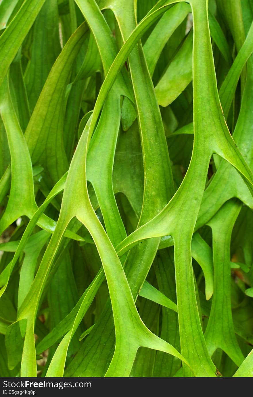 Fresh green leaves for background