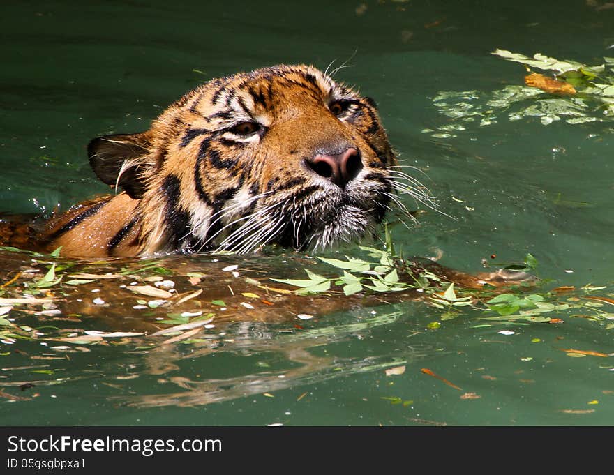 Young Sumatran Tiger Swimming In Green Water