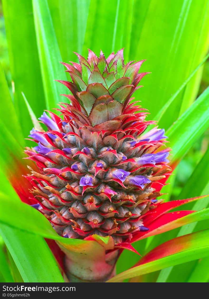 Fresh tropical pineapple on plantation