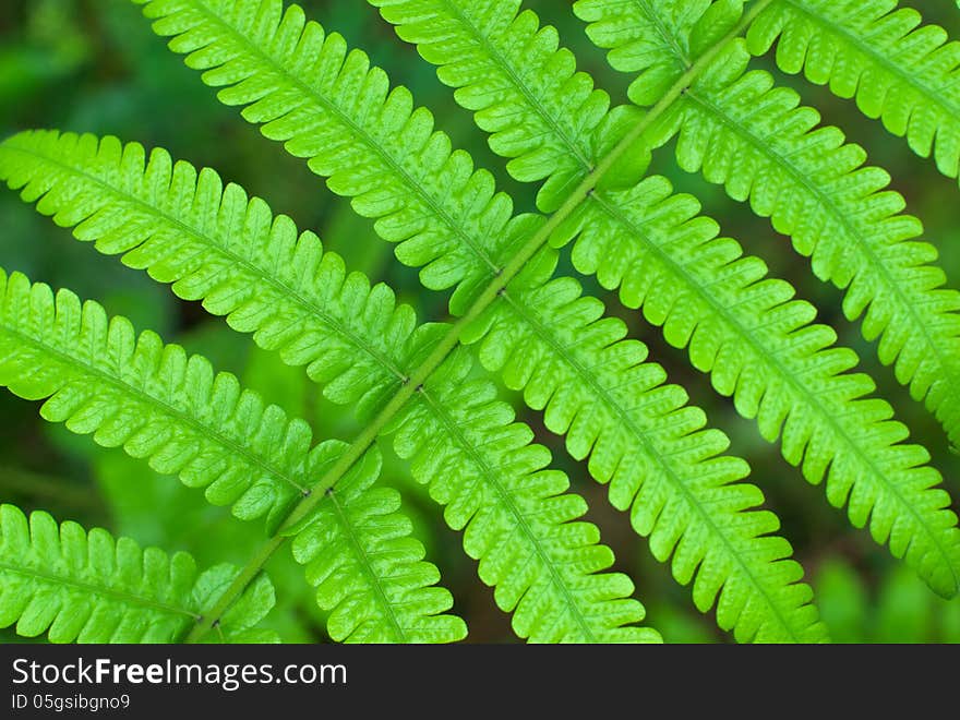 Green leave closeup for background