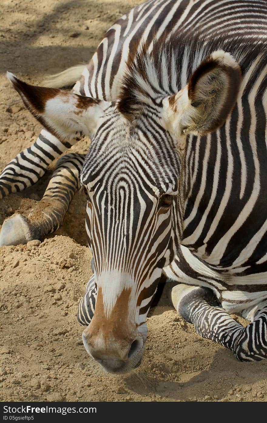 Zebra