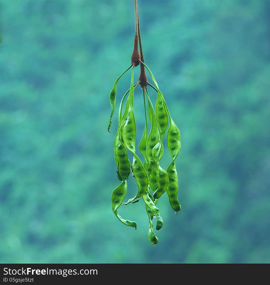 Tropical stinking edible beans