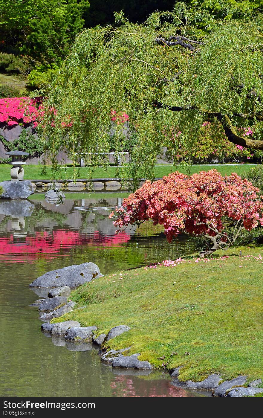 Colorful japanese garden in springtime