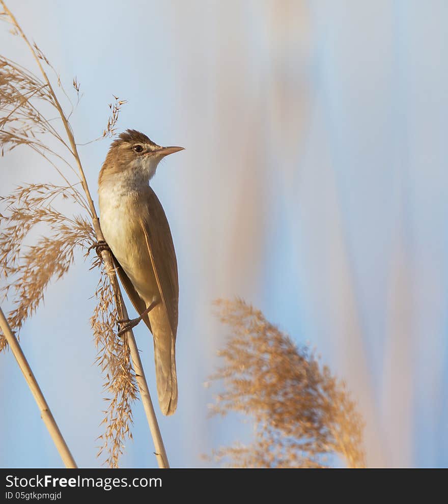 Eurasian reed warbler, Acrocephalus scirpaceus, in reed natural environment, under warm evening light