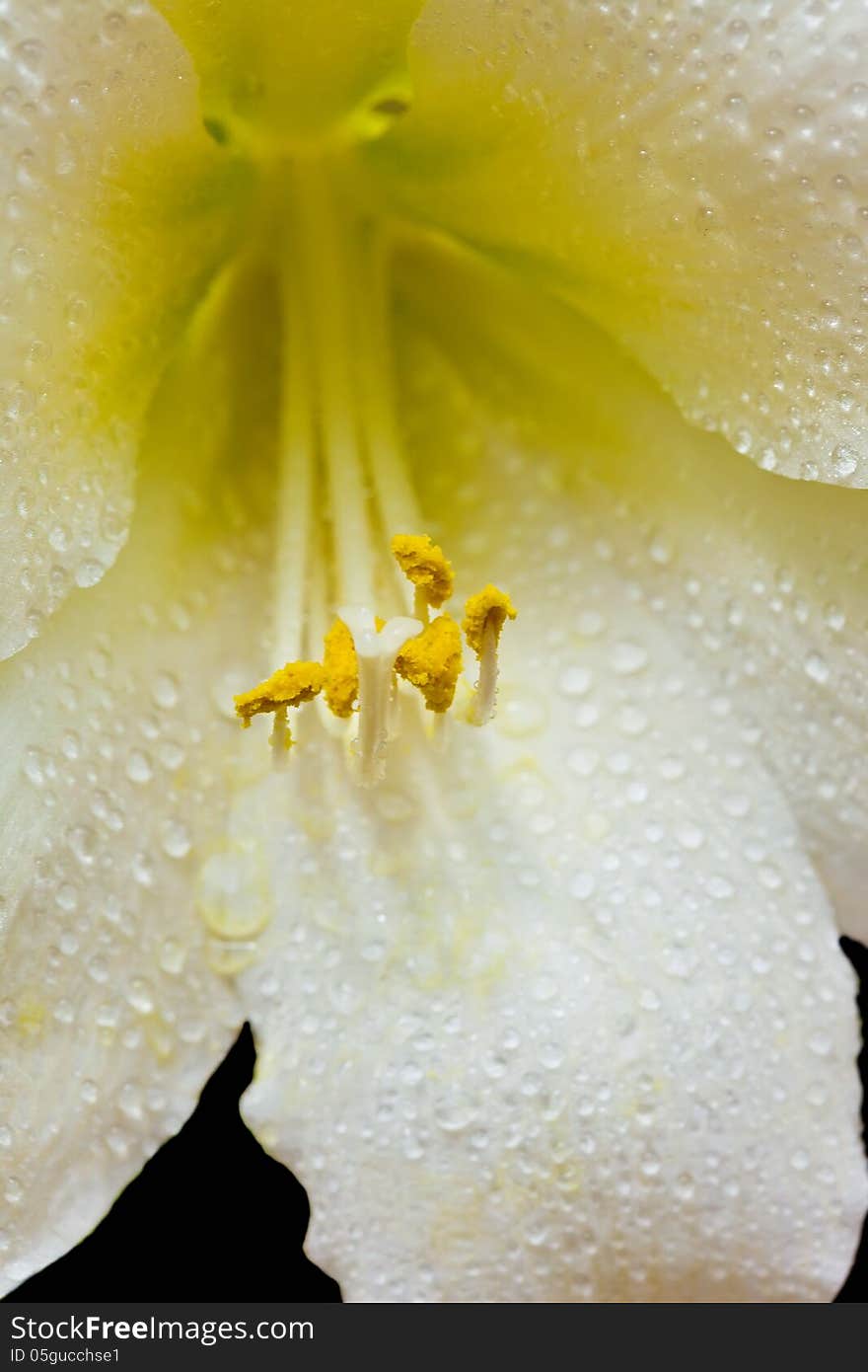 Single white amaryllis flower against a dark background, with rain drops