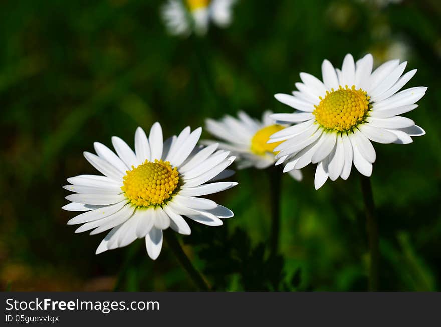 Daisy flowers in the nature against dark green bokeh background