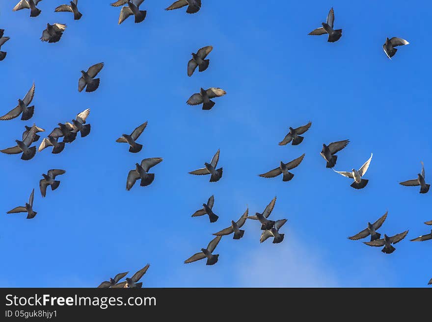 White doves and pigeons in flight, blue sky background