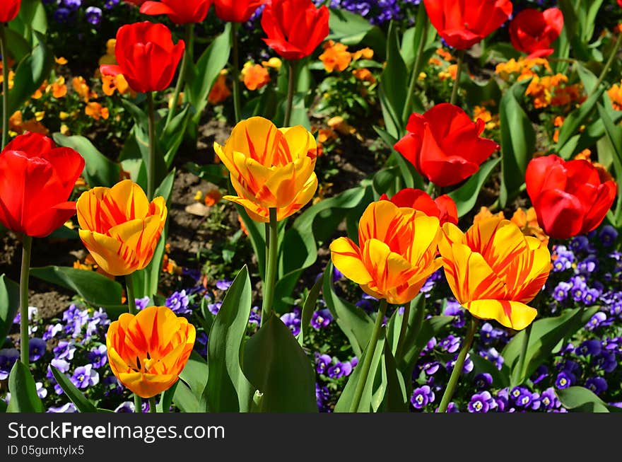 Park decoration, yellow and red tulips with blue pansy flowers