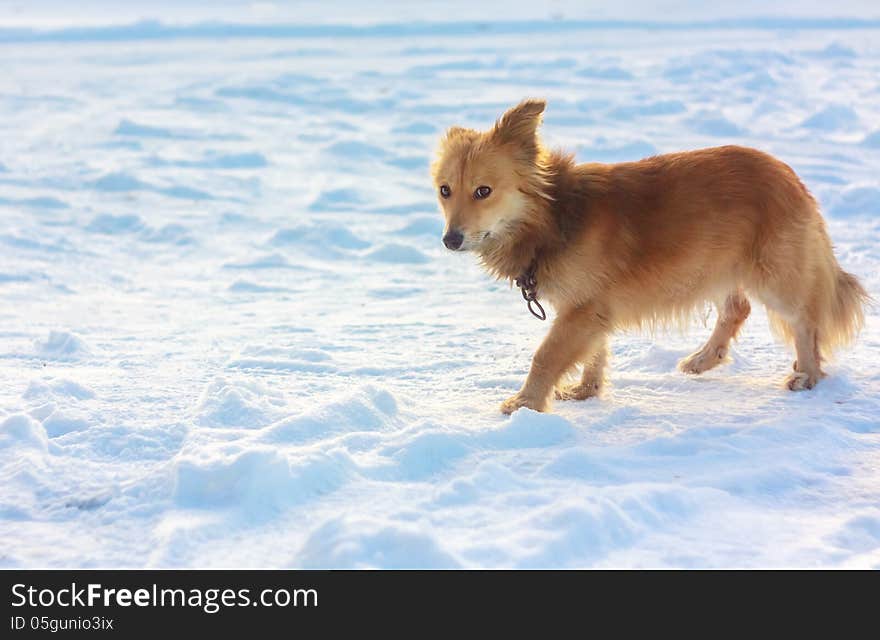 Portrait Of A Stray Dog In The Snow