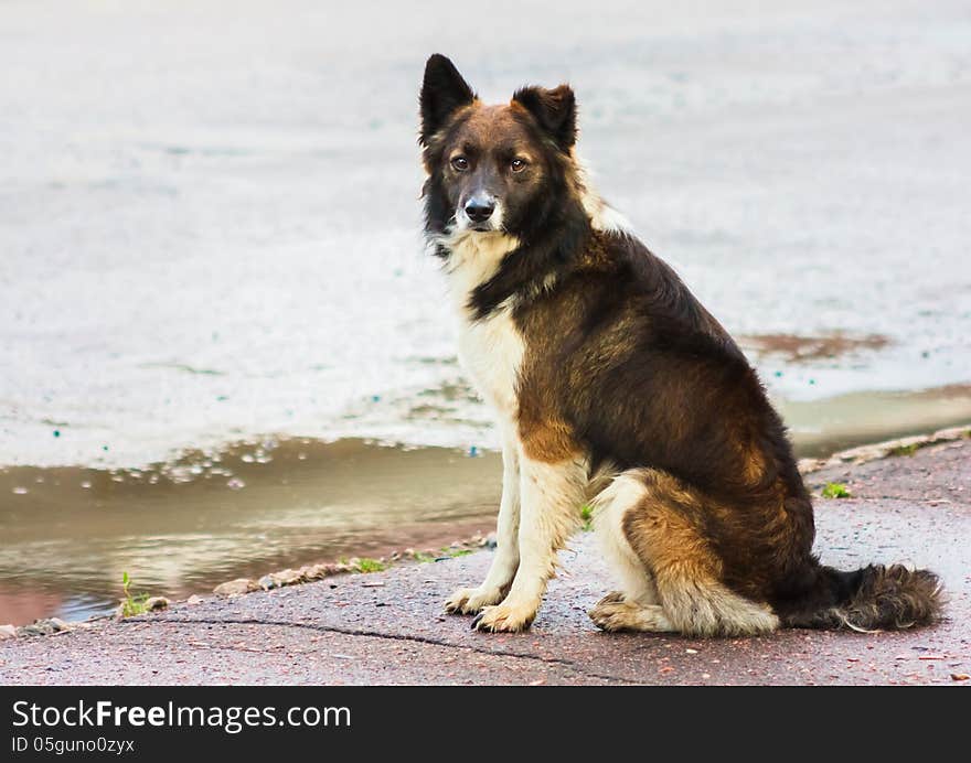 Portrait Of A Stray Dog In Street.