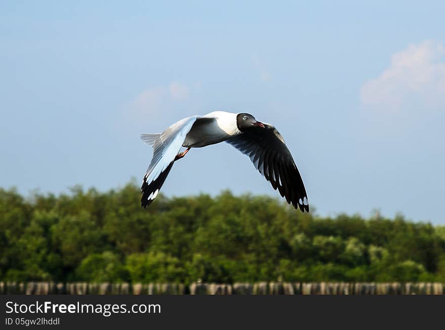 Brown-headed gull