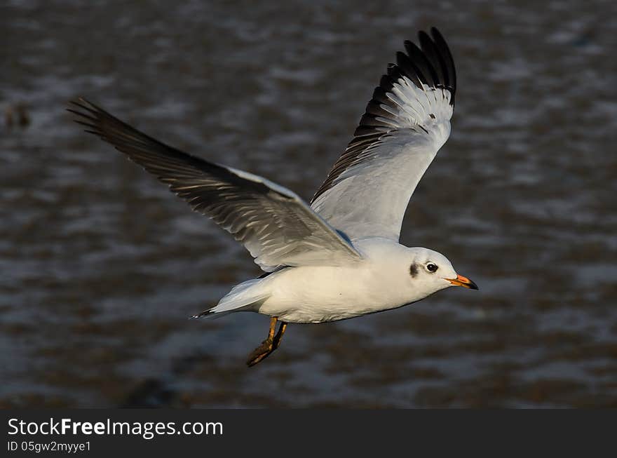 Brown-headed Gull