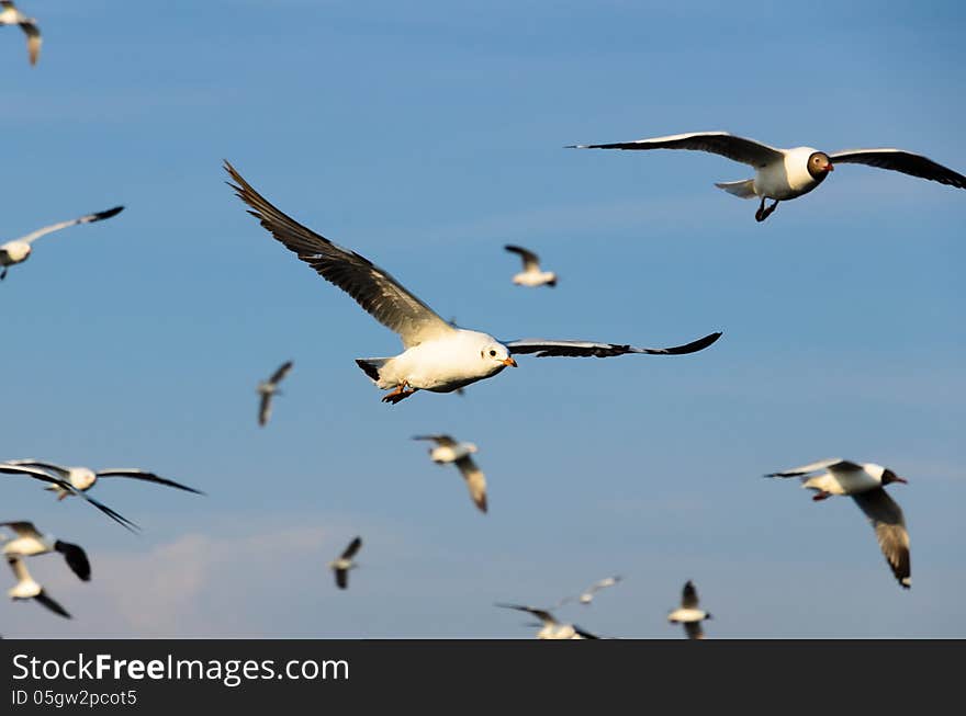 Brown-headed gull