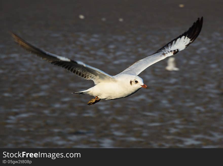 Brown-headed gull