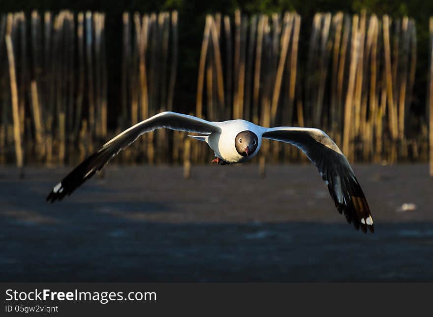 Brown-headed Gull