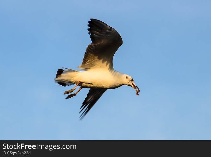 Brown-headed gull