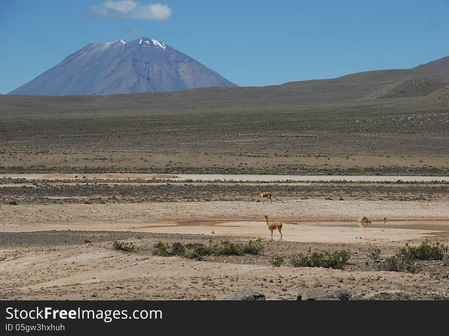 Vicuña Looking Towards the Andes