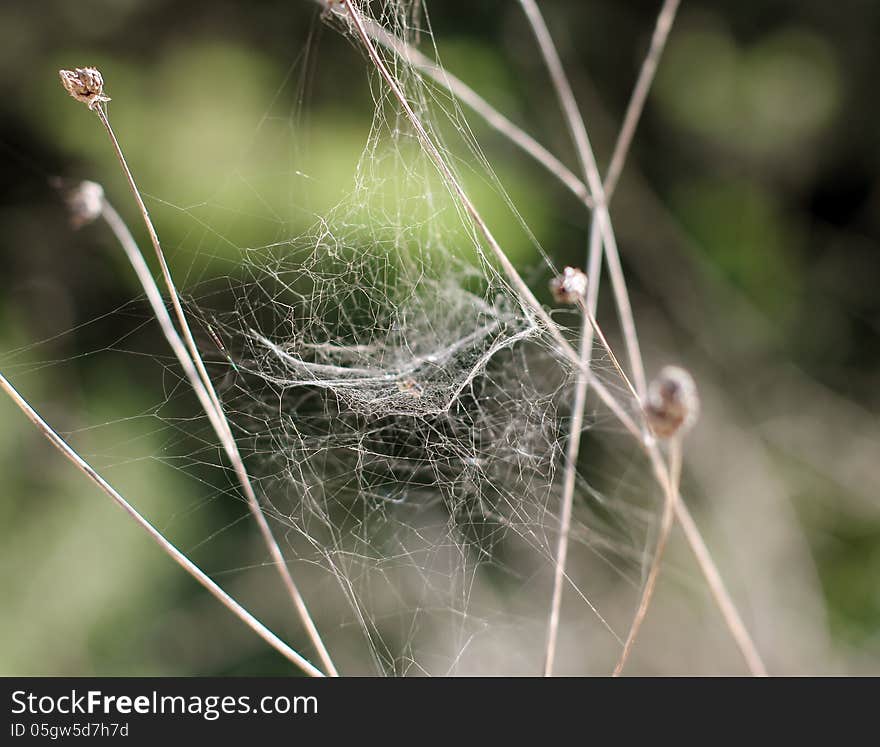 Spider web in nature