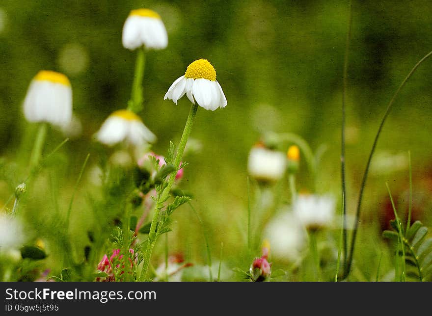 White daisy flowers on textured background