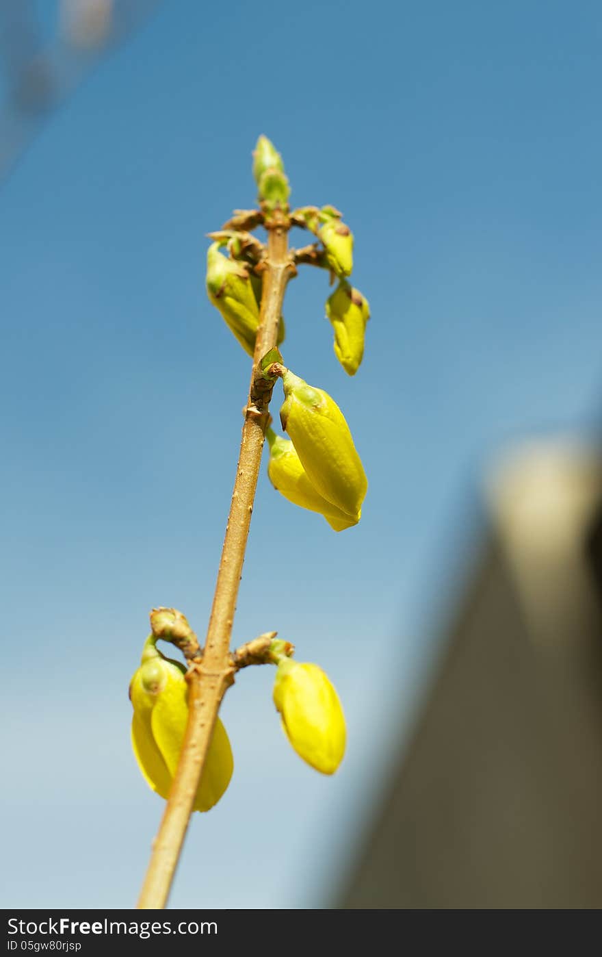 Forsythia