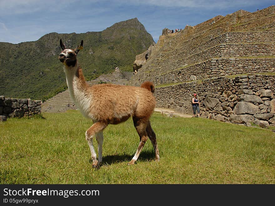 Vicuña Strolling Machu Picchu