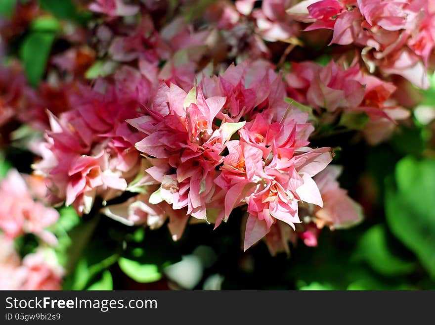 Bougainvillea Hybrida