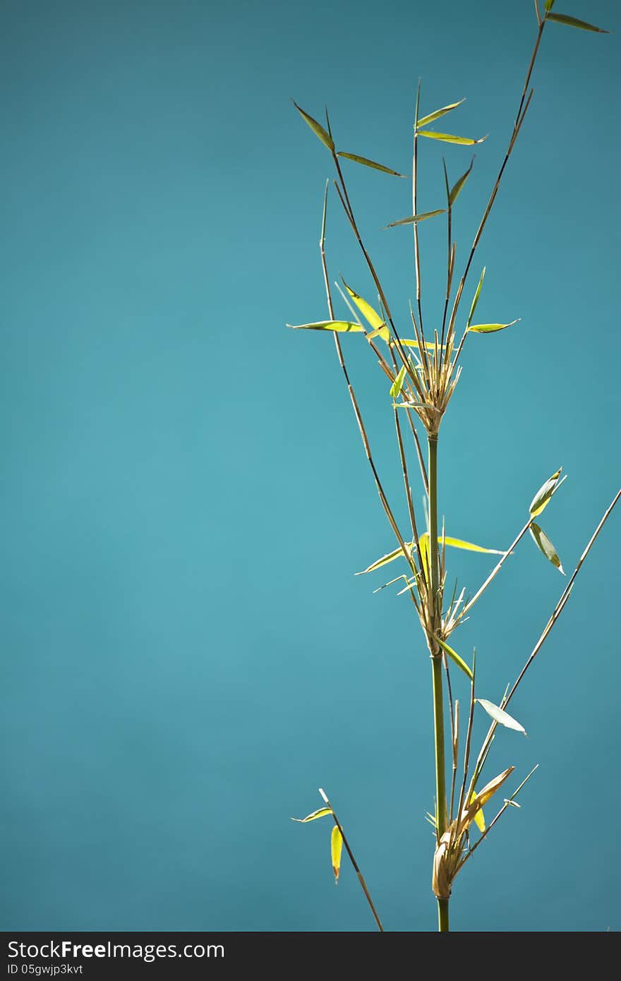 Young Bamboo with Turquoise background