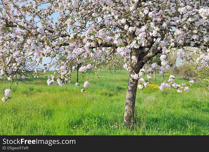 Apple tree