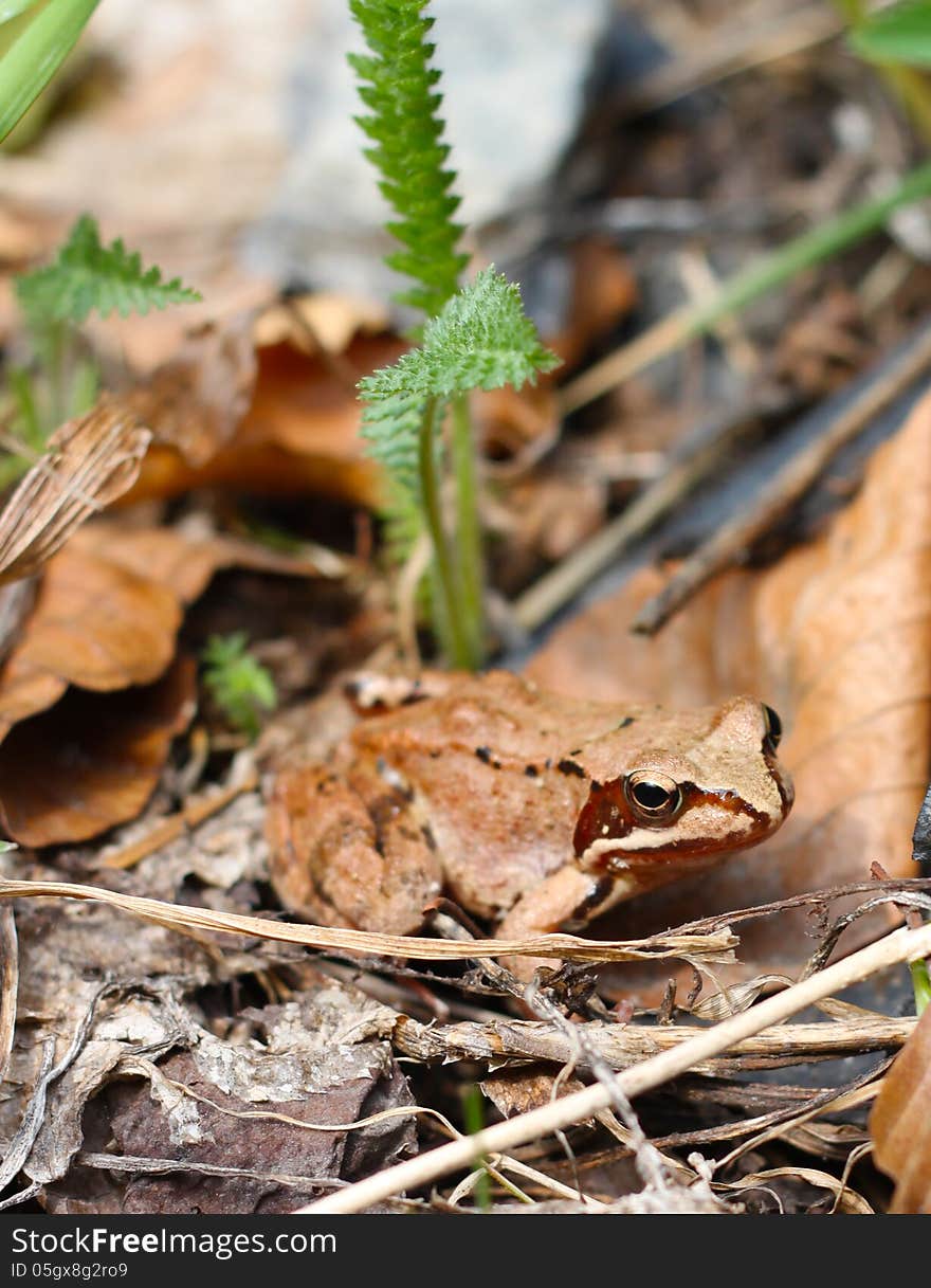 Close-up with rana sylvatica