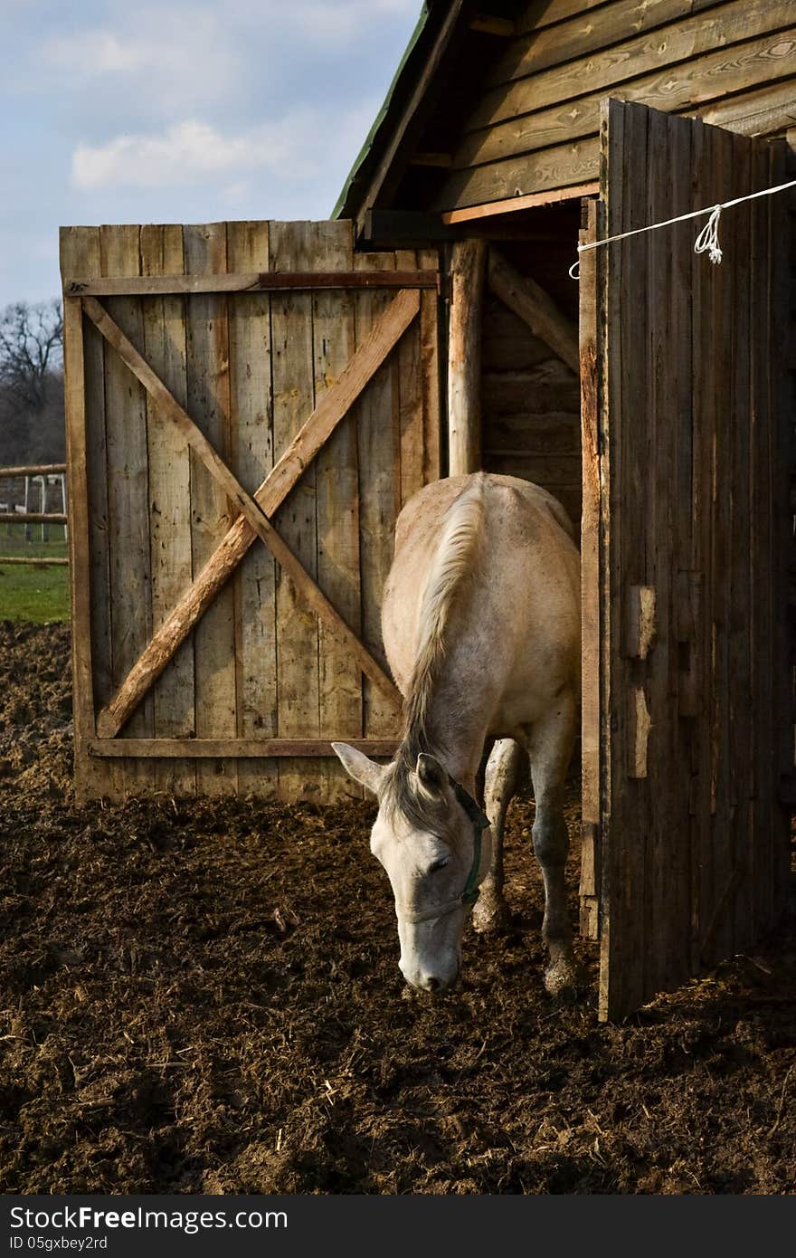 White Horse