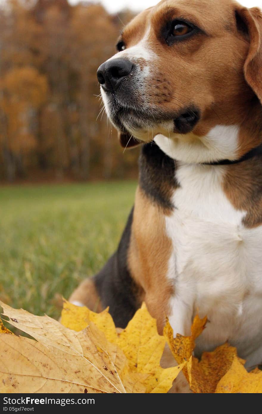 Sitting tricolor beagle in autumnal nature. Sitting tricolor beagle in autumnal nature.