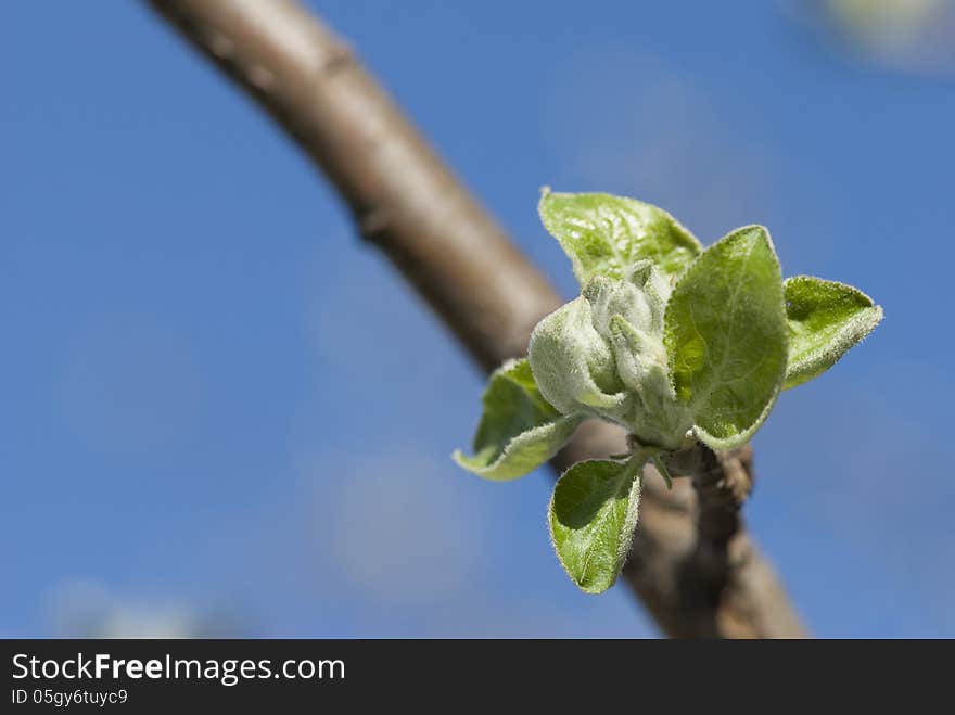 Spring leaves