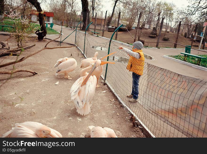 Little boy in a yellow jacket to feed the pelicans at the zoo. Little boy in a yellow jacket to feed the pelicans at the zoo